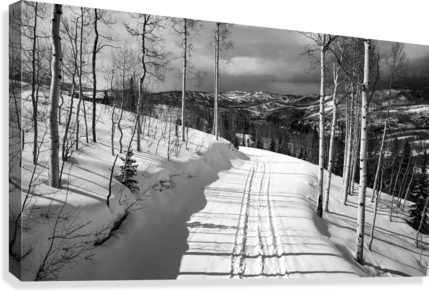 Cat Tracks BW - Powderaddicts