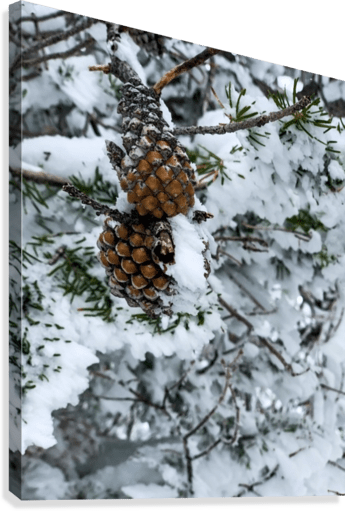 Pinecone - Powderaddicts