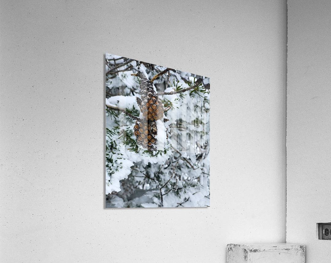 Pinecone - Powderaddicts