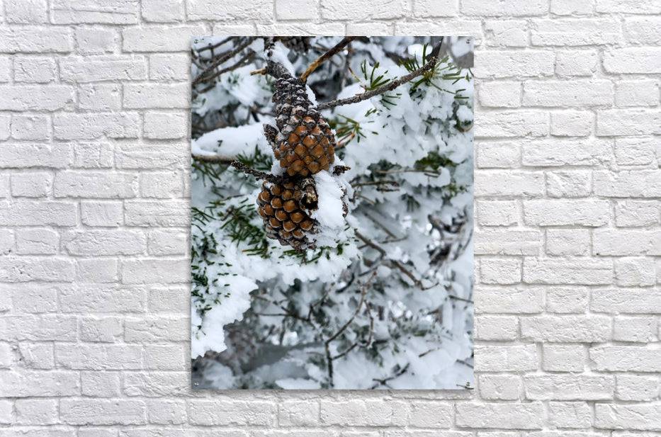 Pinecone - Powderaddicts