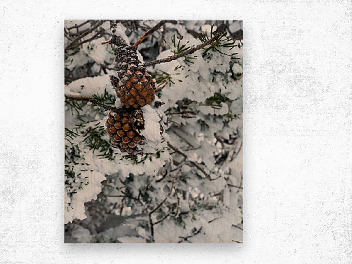 Pinecone - Powderaddicts