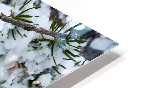 Pinecone - Powderaddicts