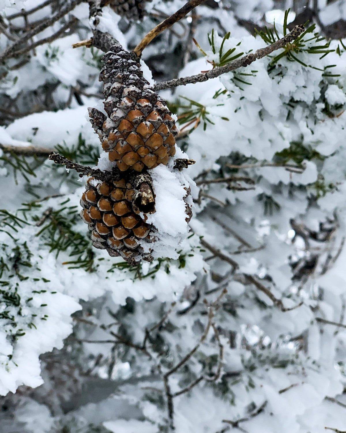 Pinecone - Powderaddicts