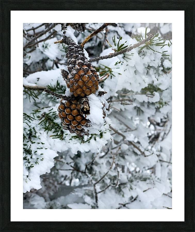 Pinecone - Powderaddicts