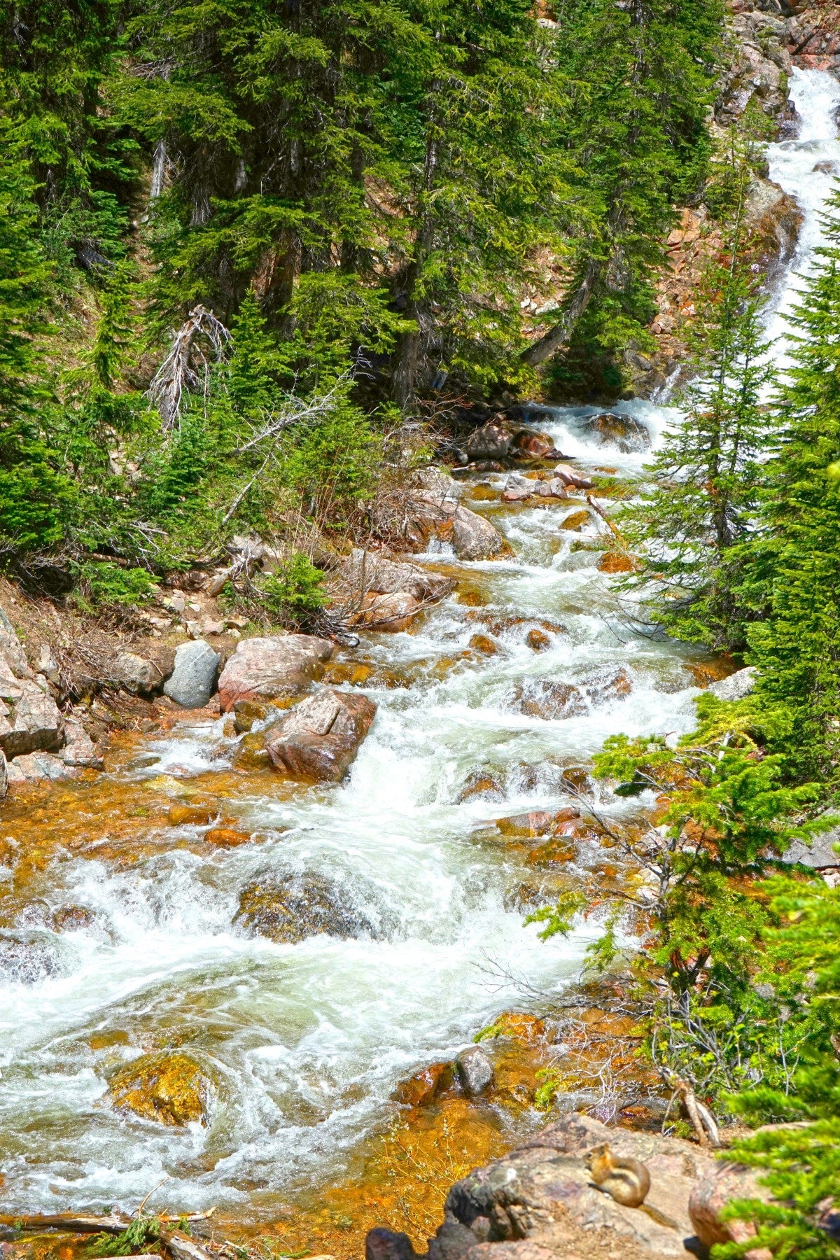 Spring Runoff Chipmunk - Colorado - Powderaddicts