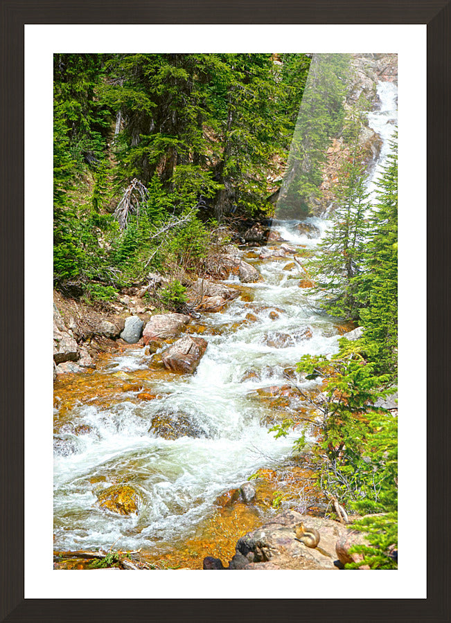 Spring Runoff Chipmunk - Colorado - Powderaddicts